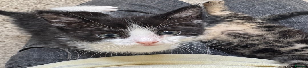 Domestic Shorthair Kitten 1