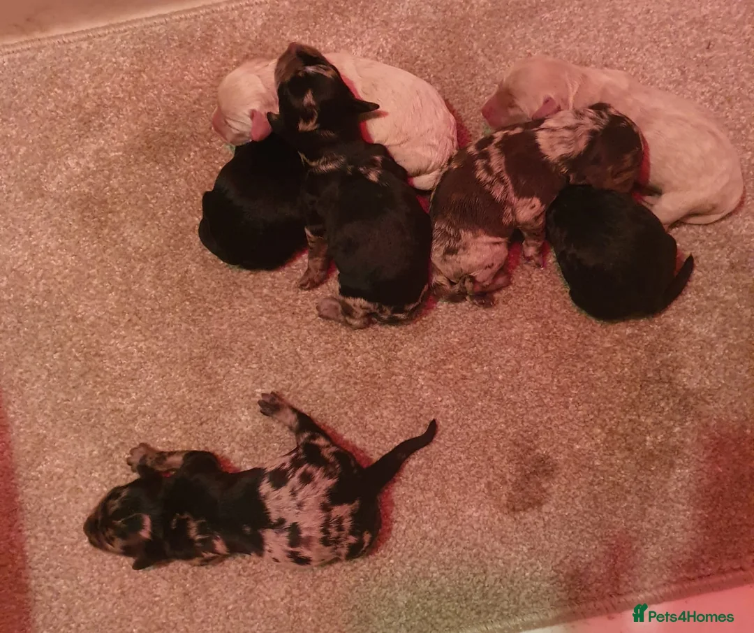 Miniature Poodle dogs for stud: Miniature poodle blue merle for stud in Bradford - Advert 18