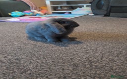 French Lop rabbits for sale: French lop rabbit  - Image 3