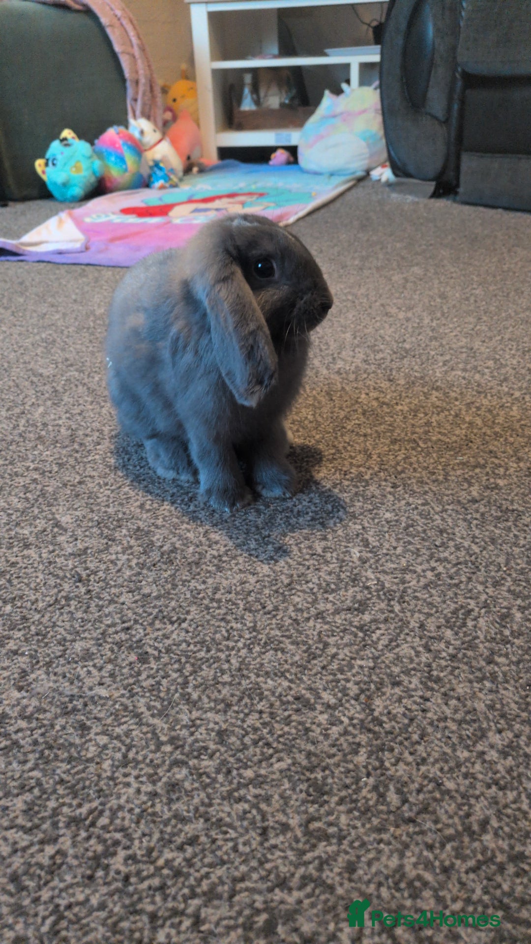 French Lop rabbits for sale: French lop rabbit  - Image 3