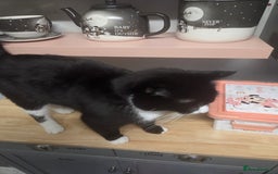 British Shorthair cats for sale: Teddy - Image 2