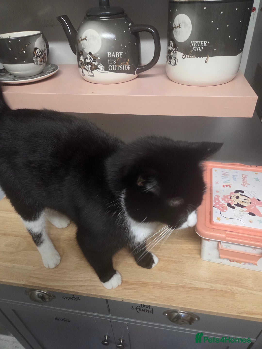 British Shorthair cats for sale: Teddy - Image 2