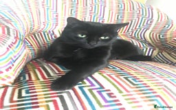 Mixed Breed cats for sale: Little kittens for sale - Image 16