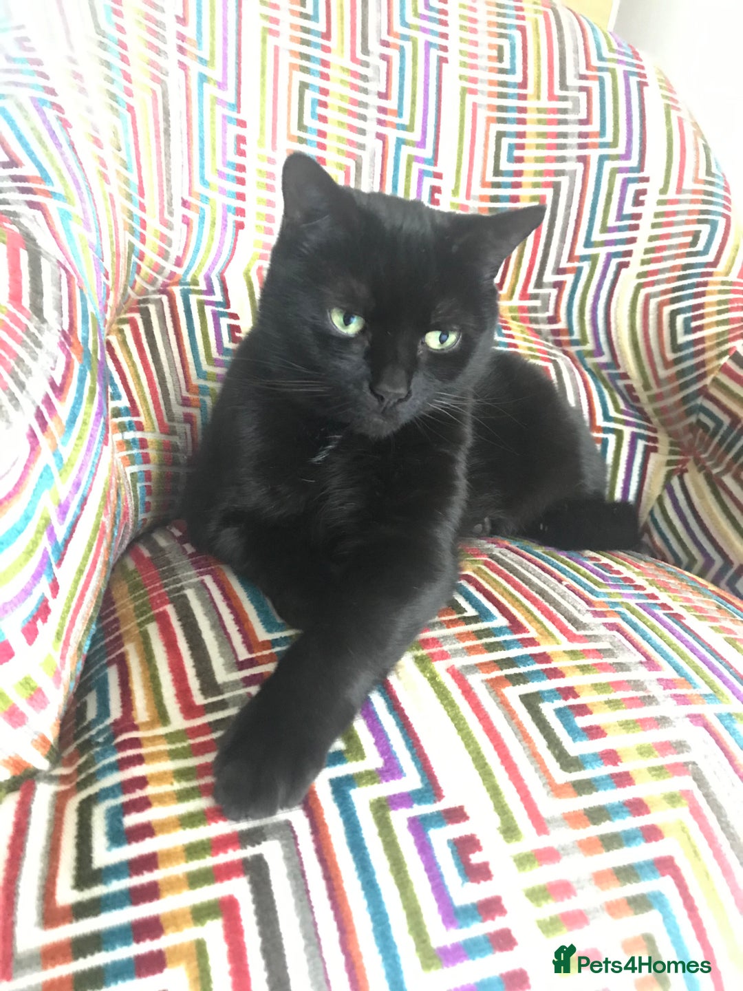 Mixed Breed cats for sale: Little kittens for sale - Image 16