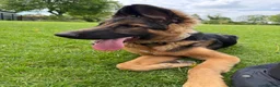 German Shepherd dogs for sale: Male german shepherd  in Nottingham - Advert 4