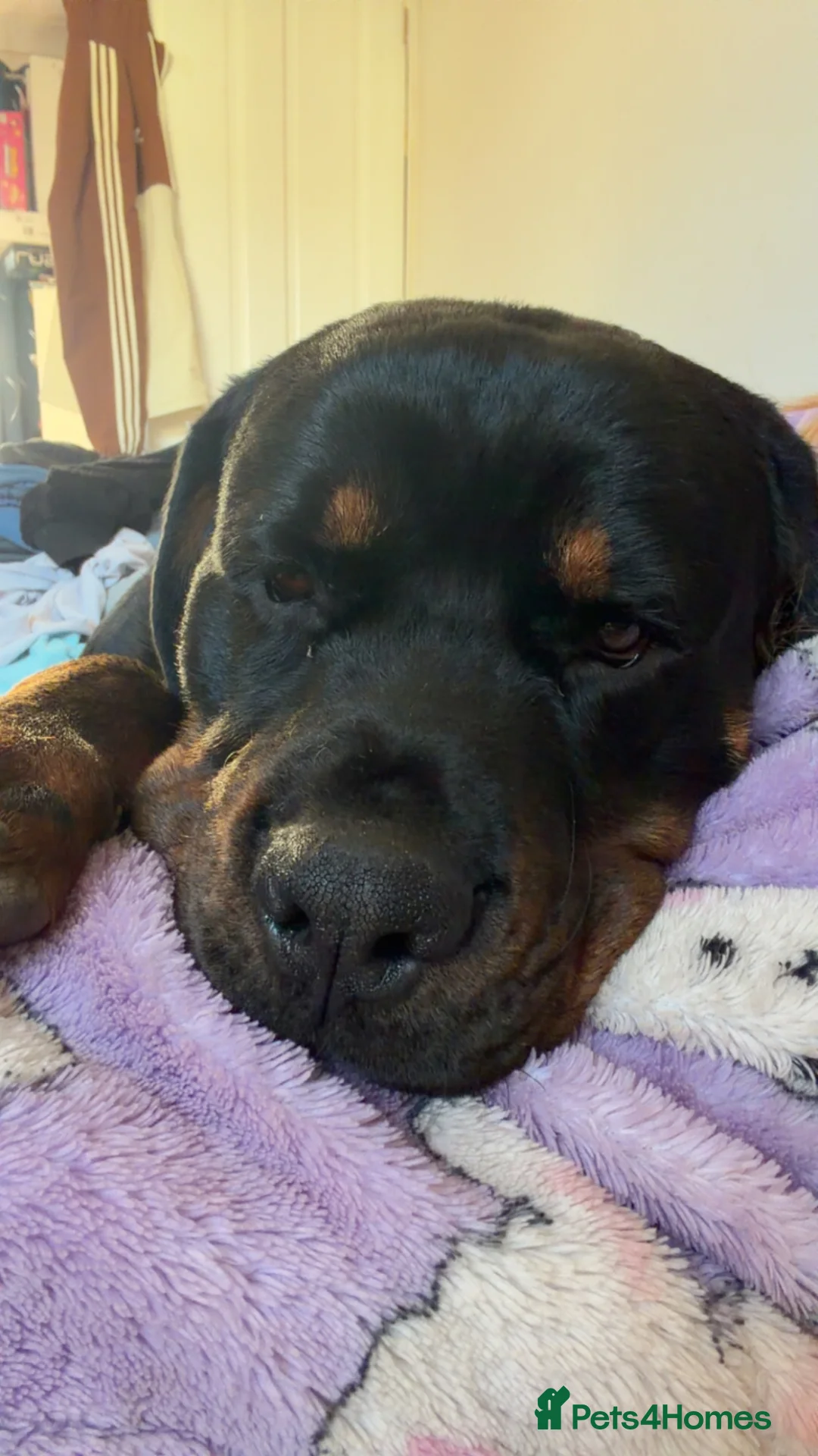 Rottweiler dogs for sale: Rottweiler to rehome in Worthing - Advert 2