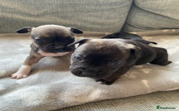 Mixed Breed dogs for sale: French bulldog x Staffordshire bull terrier - Image 7