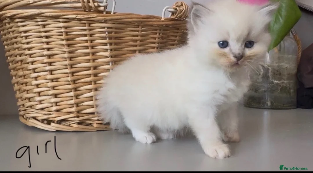 Ragdoll cats for sale: Ragdoll x BSH Ready 12th August in North Shields - Advert 6