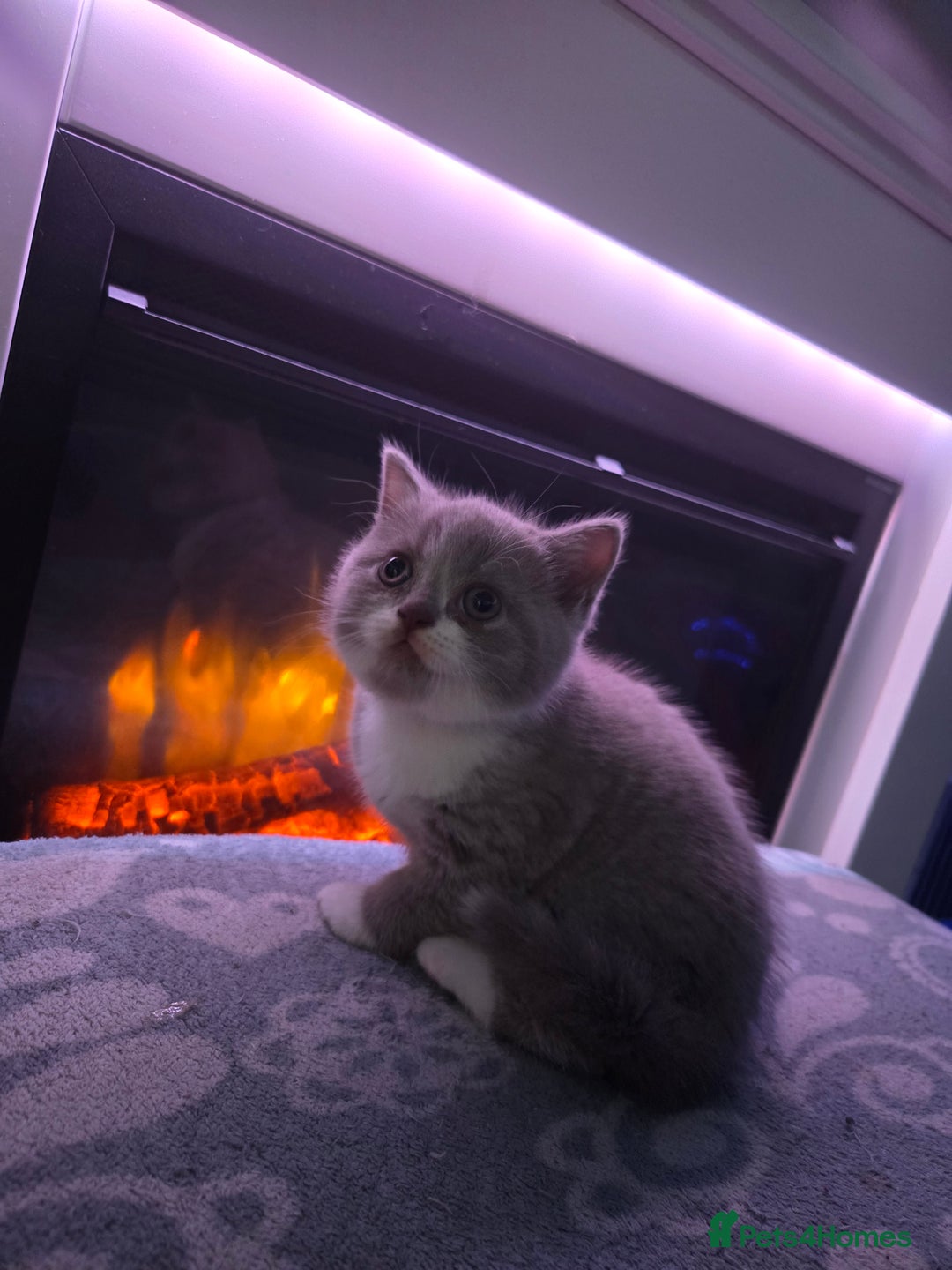 British Shorthair cats for sale: Full pedigree british short hair kittens - Image 8