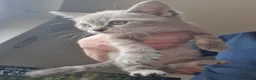 Ragdoll cats for sale: Beautiful white and grey striped Ragdoll - Advert 1