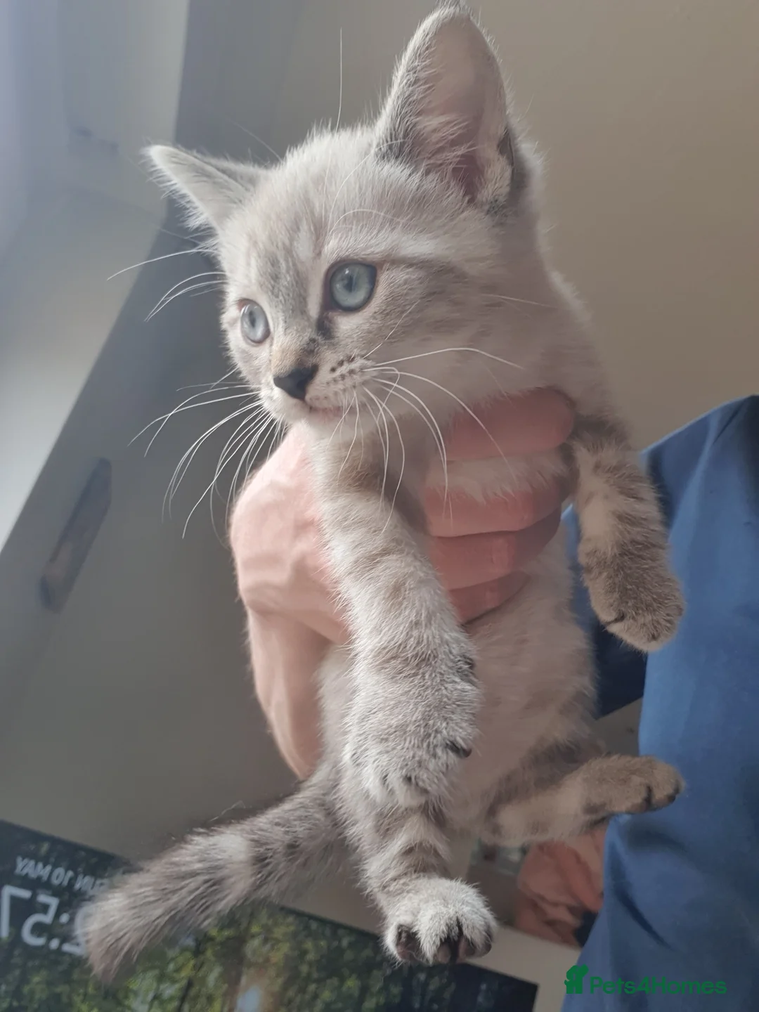 Ragdoll cats for sale: Beautiful white and grey striped Ragdoll - Advert 1
