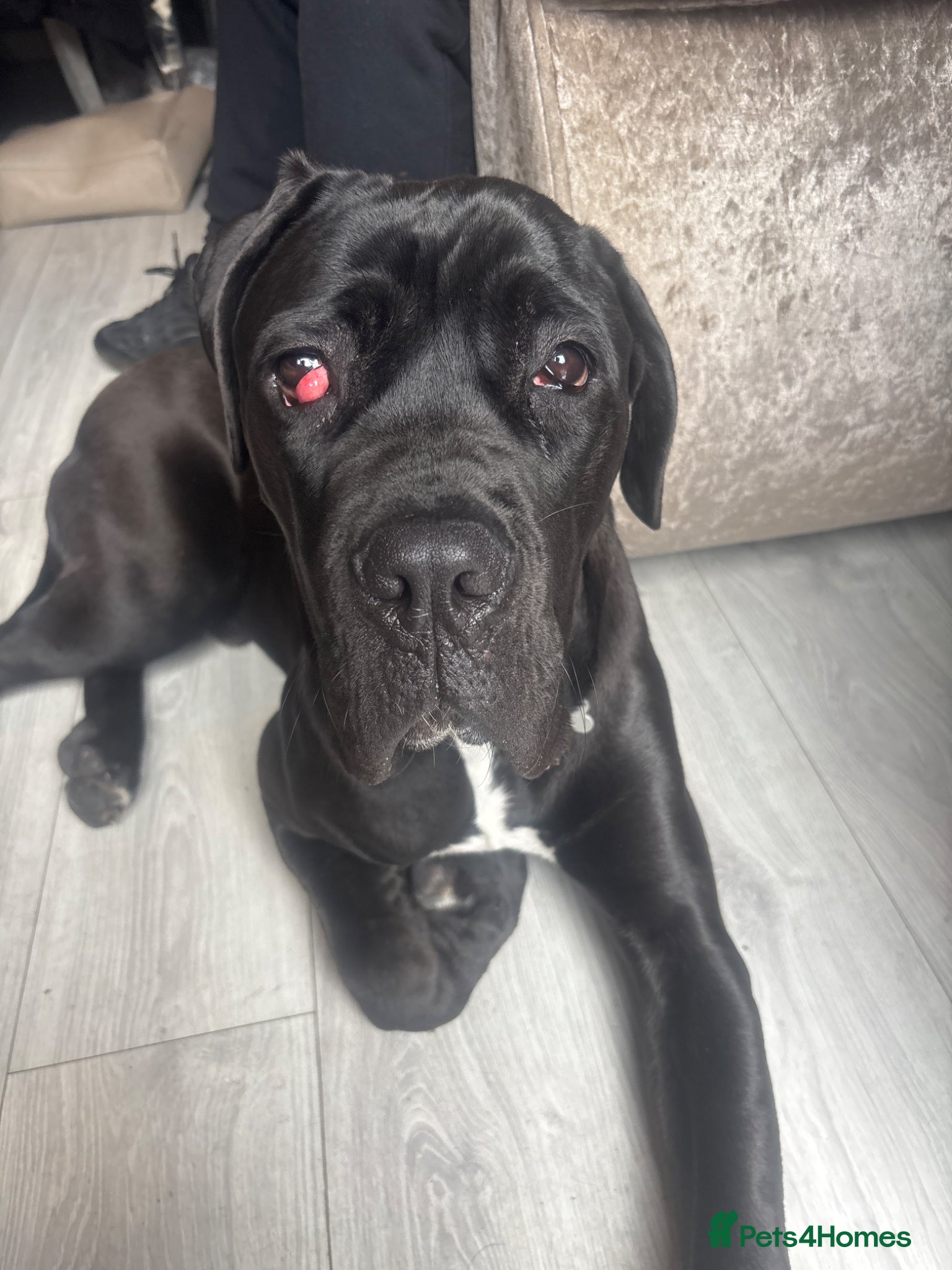 Cane Corso dogs Cane corso 7 month old pup - Advert 3