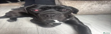 Cane Corso Puppy 7