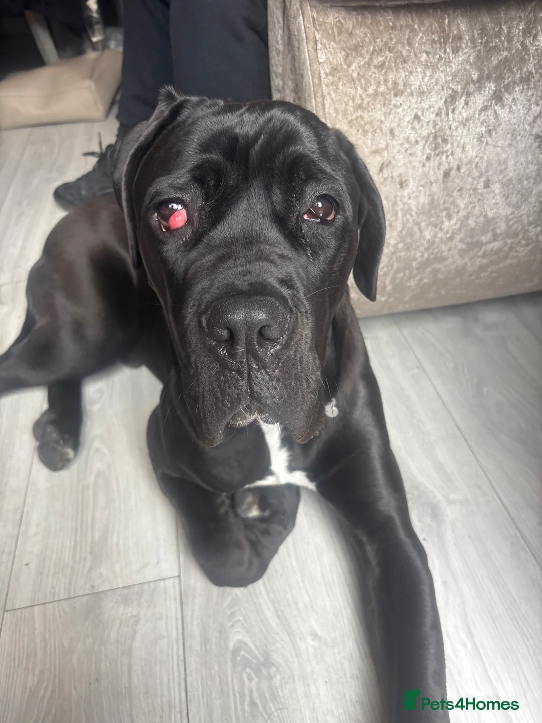 Cane Corso dogs for sale: Cane corso 7 month old pup in Hull - Advert 1