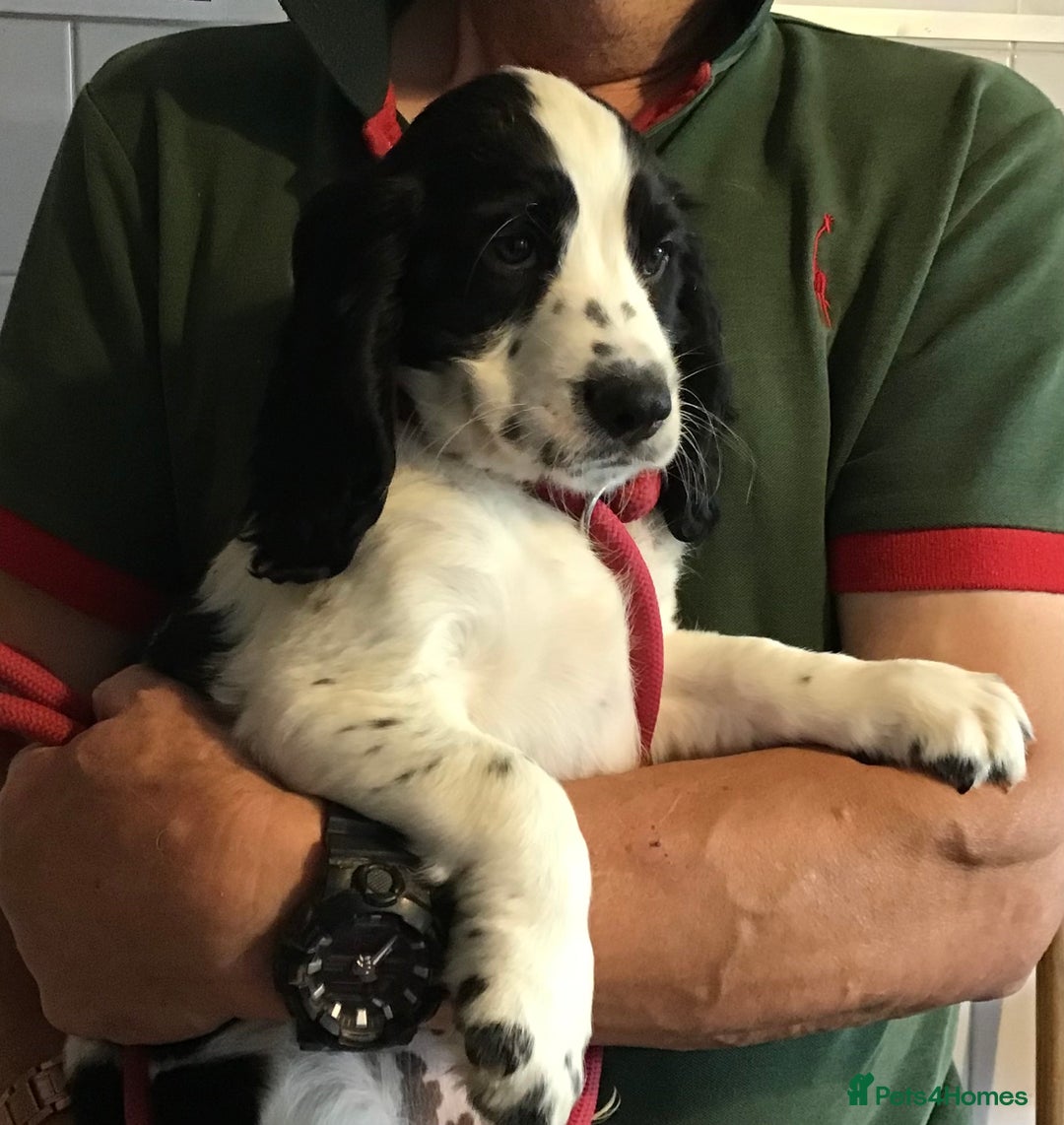 Cocker Spaniel dogs for sale: LAST PUPPY, READY 2 GO, 5* COCKER SPANIELS - Image 5