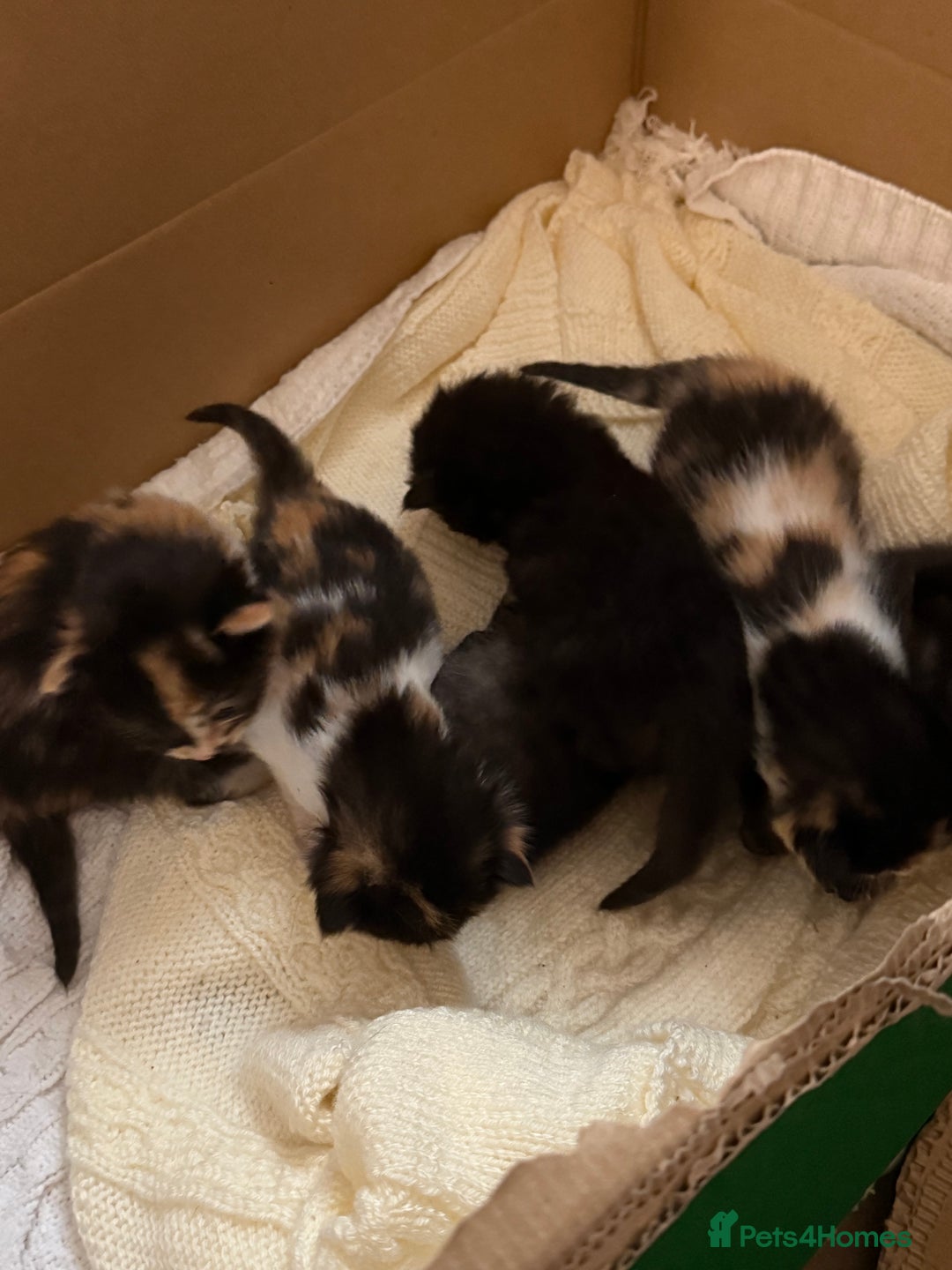 Mixed Breed cats for sale: Ragamuffin mix kittens  - Image 24