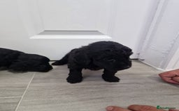 Cockapoo dogs for sale: Beautiful Cockapoo puppies for sale  - Image 6