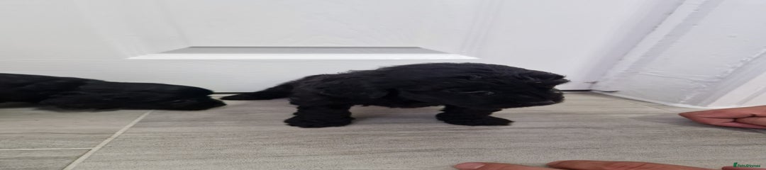 Cockapoo Puppy 1