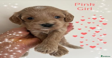 Cavapoo dogs - Advert 9