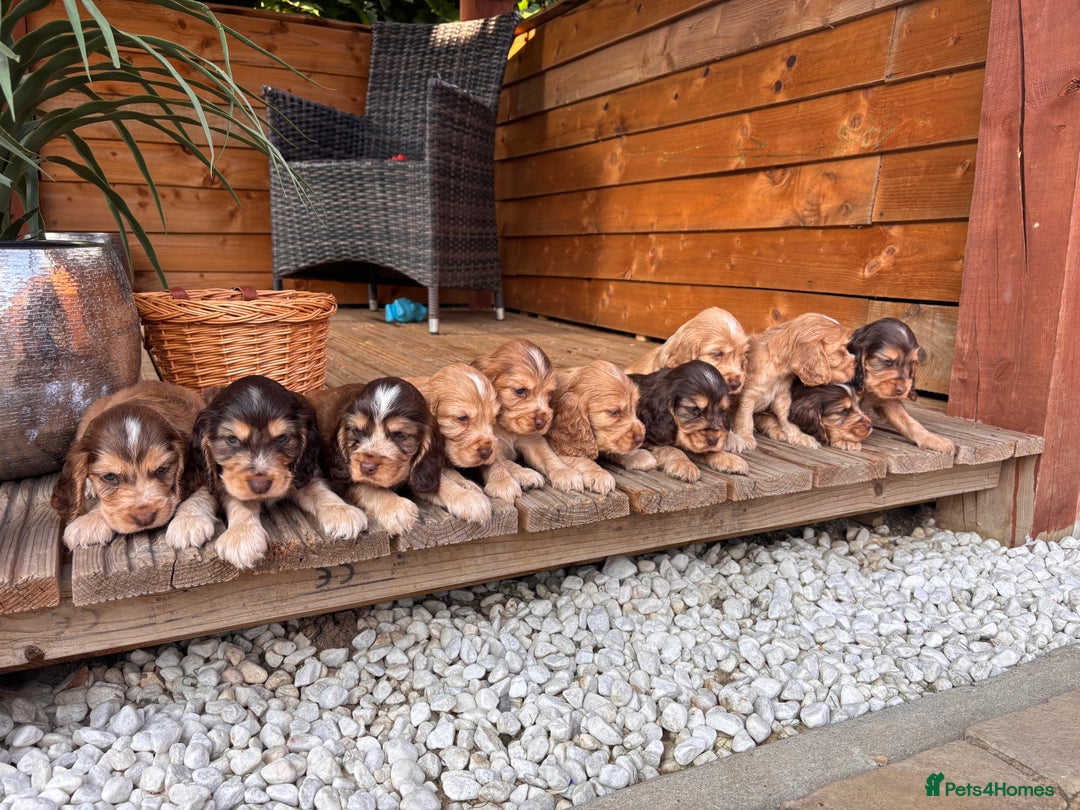 Cocker Spaniel dogs for sale: Beautiful Show Type KC registered Cocker Spaniels  - Image 39