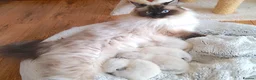 Ragdoll cats for sale: INDOOR GCCF REG CHOCOLATE LILAC RAGDOLL KITTENS - Advert 40