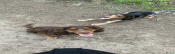 Cocker Spaniel dogs for sale: Show type Cocker Spaniels - Advert 4