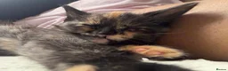Mixed Breed cats for sale: Mixed baby girl 9 weeks - Advert 5