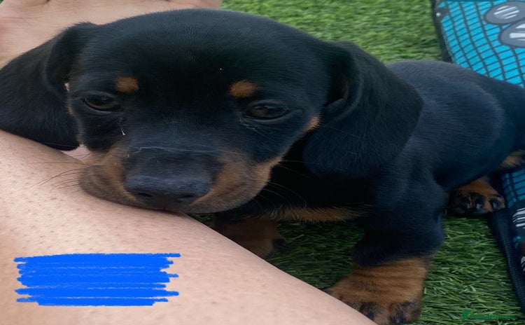 Dachshund dogs - Advert 3