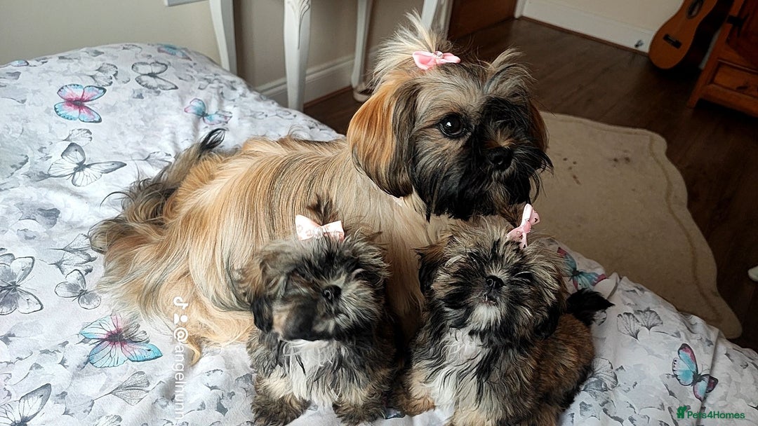Shih Tzu dogs for sale: Beautiful liver breed shih tzu puppies  - Image 4