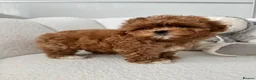 Maltipoo dogs for sale: 🧸READY NOW True Asian Maltipoo Pups DNA Clear🧸 - Advert 16