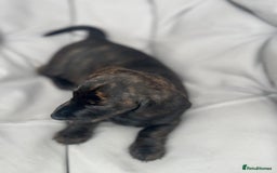 Dachshund dogs for sale: KC Standard Brindle Dachshund puppy/girl - Image 7