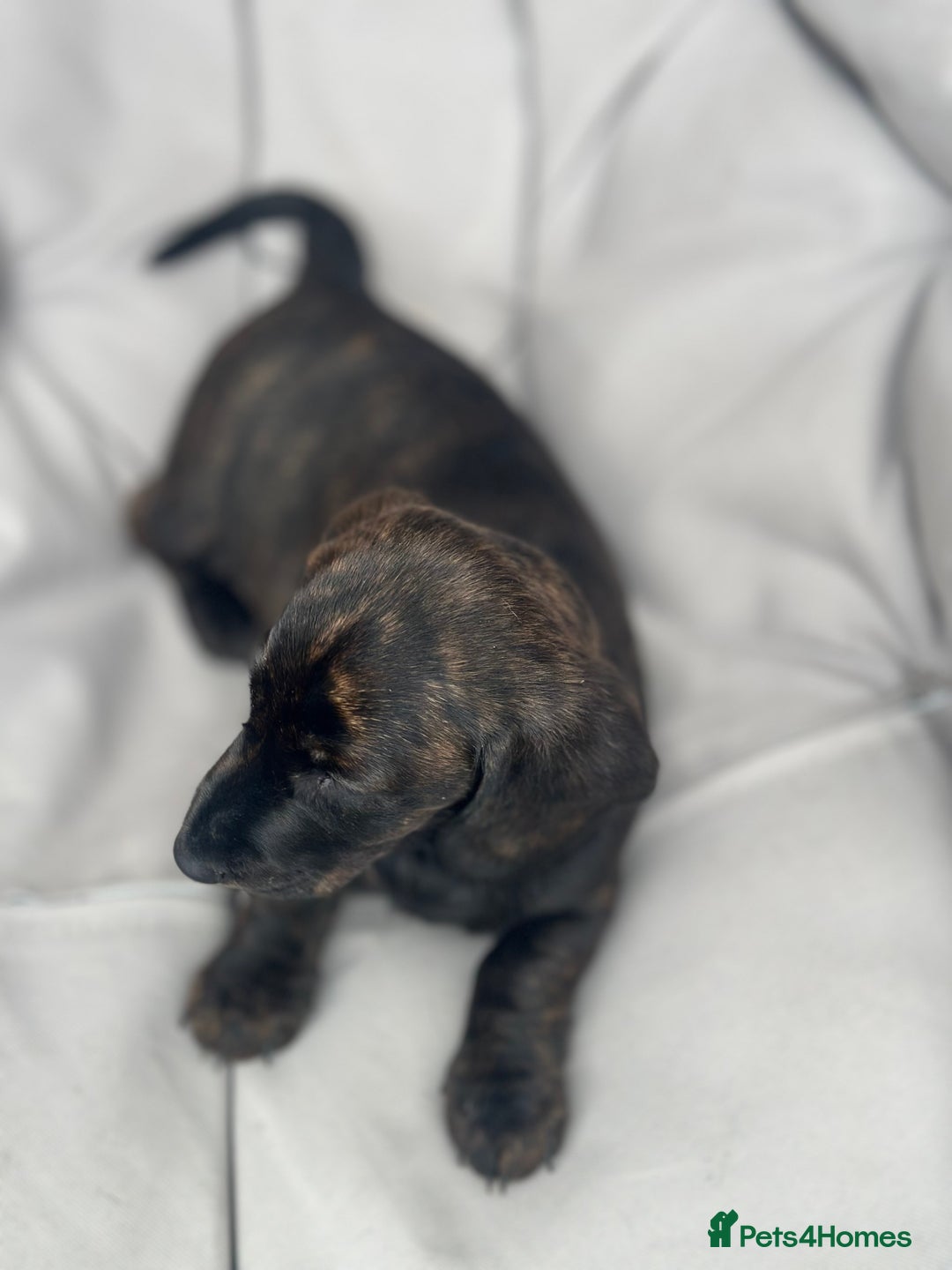 Dachshund dogs for sale: KC Standard Brindle Dachshund puppy/girl - Image 7