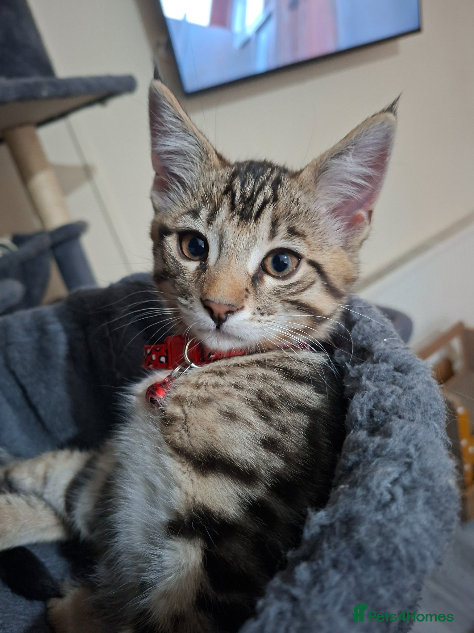 Mixed Breed cats 4 cool boys, ready to move in with their owner. - Advert 2