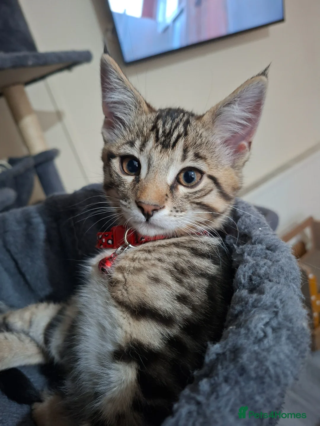 Mixed Breed cats for sale: 4 cool boys, ready to move in with their owner. in Peterborough - Advert 1