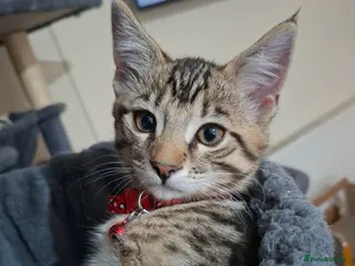 Mixed Breed cats 4 cool boys, ready to move in with their owner. - Advert 17