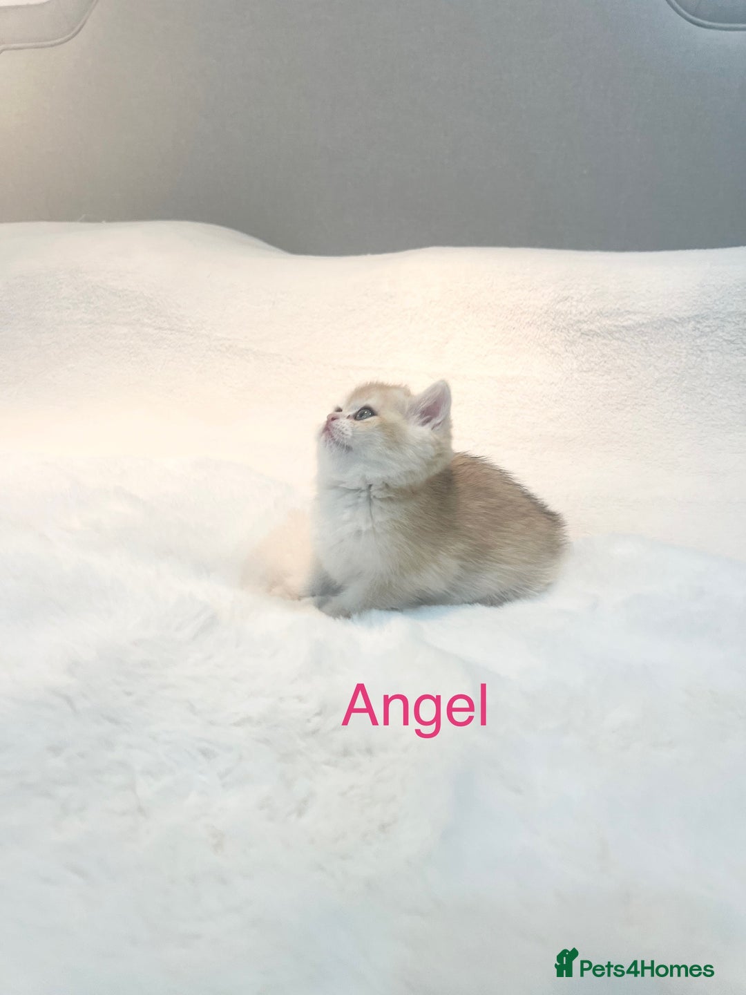 British Shorthair cats for sale: Golden NY12 British Shorthair Girl  - Image 3