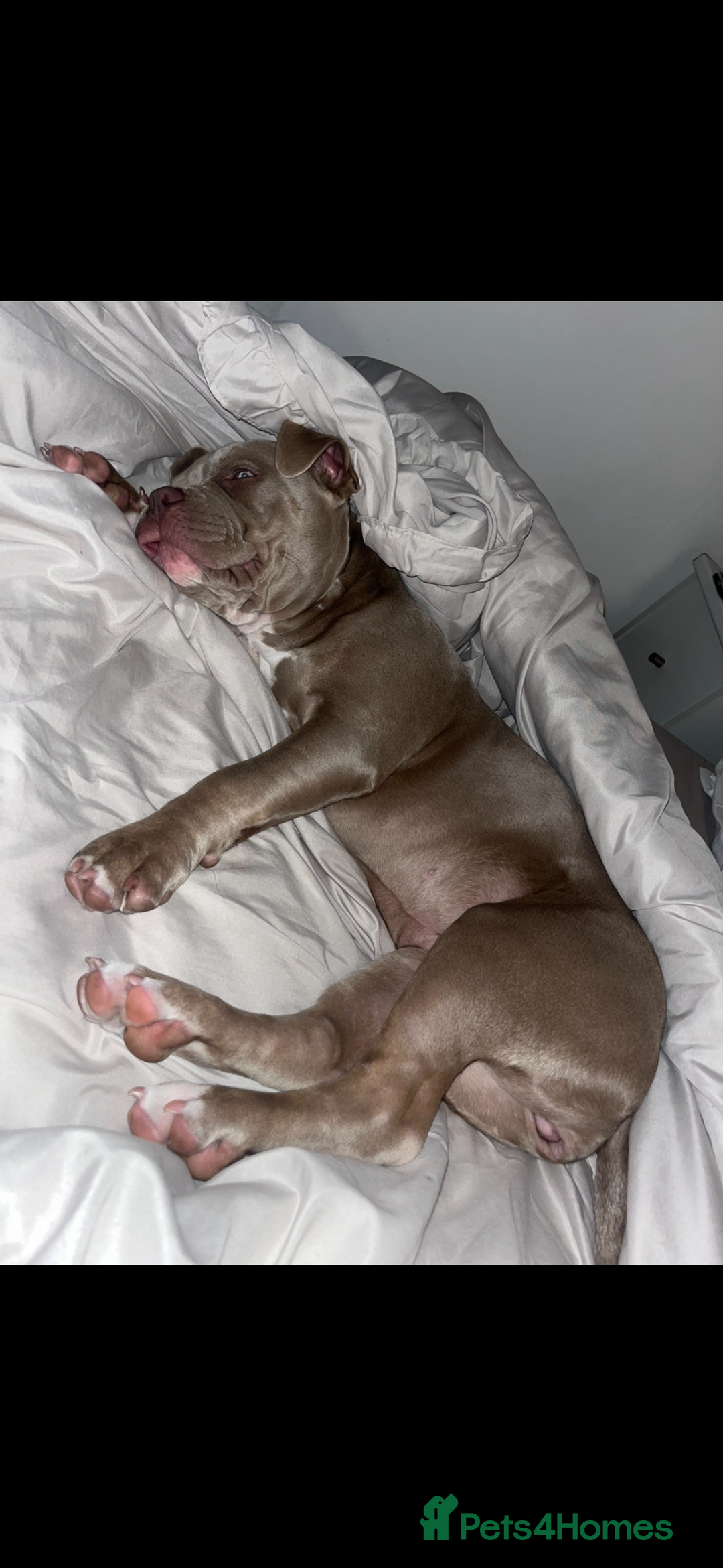 American Bully dogs for sale: 8 months American bully - Name- Sage  - Image 1