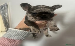 French Bulldog dogs for sale: Beautiful French bulldogs seek homes - Image 18