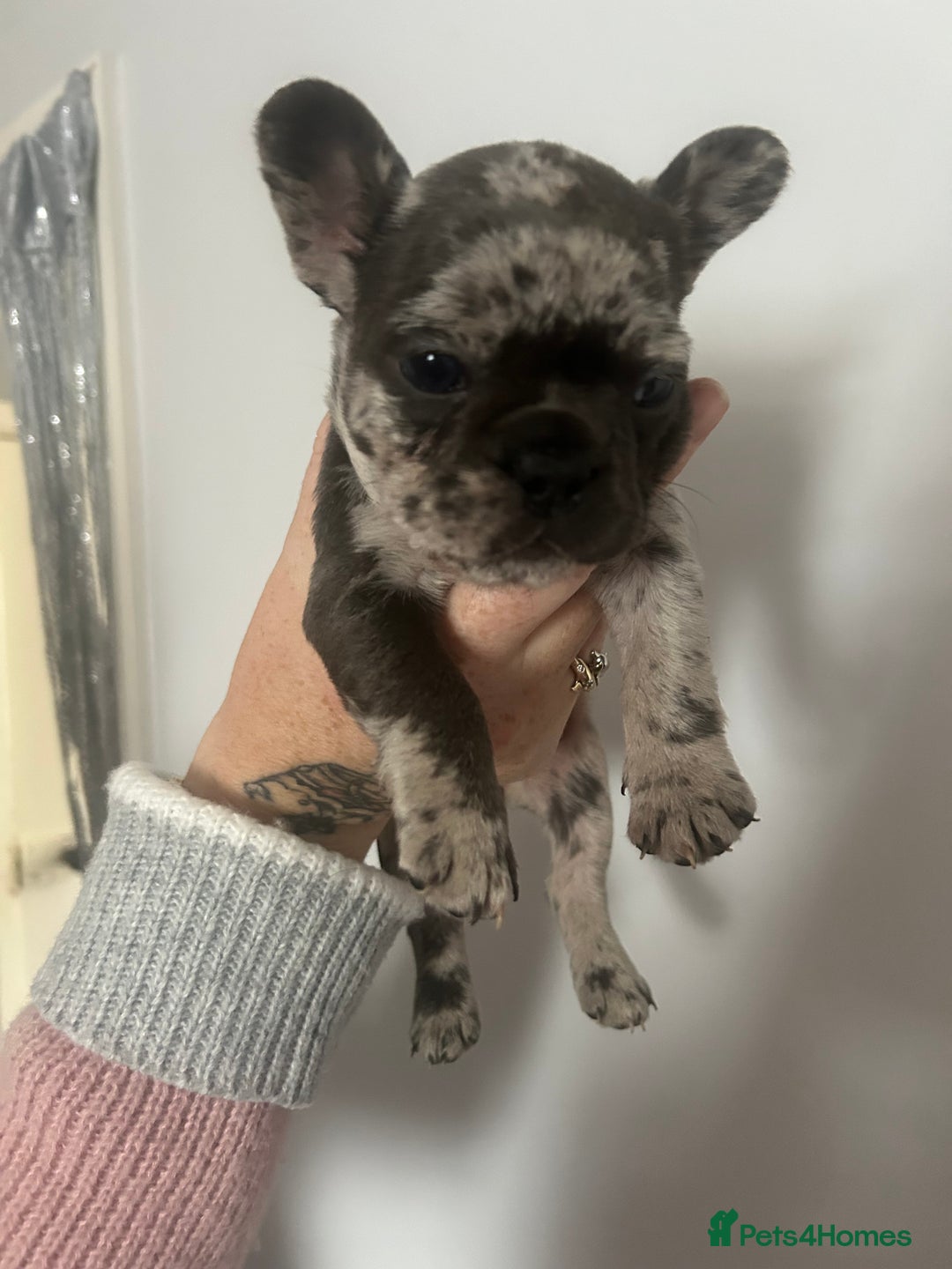 French Bulldog dogs for sale: Beautiful French bulldogs seek homes - Image 18