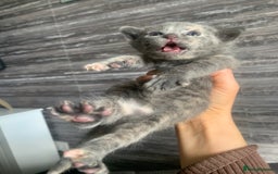 Mixed Breed cats for sale: 5 beautiful mixed British short hair  ✨ - Image 11