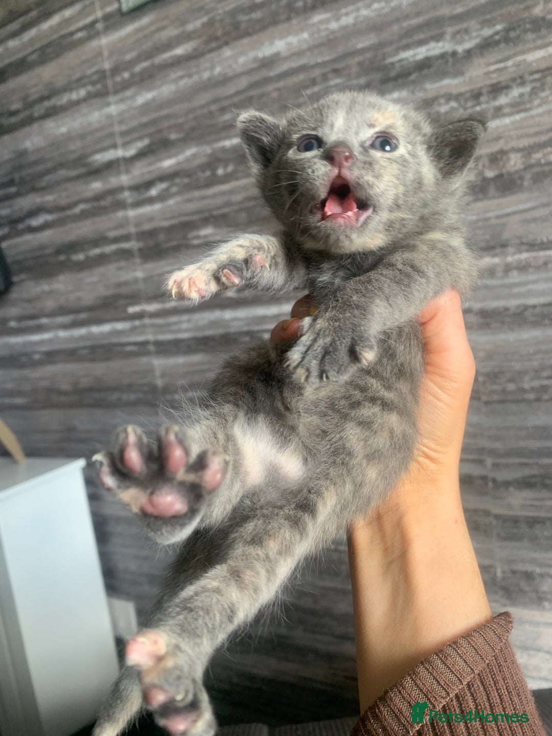 Mixed Breed cats for sale: 5 beautiful mixed British short hair  ✨ - Image 11