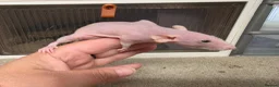 Rat rodents for sale: Dwarf Naked Rats in Witham - Advert 3