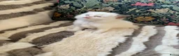 Ragdoll cats for sale: Beautiful bicolour & point Ragdoll kittens  - Advert 19