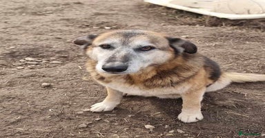 Mixed Breed dogs - Advert 2