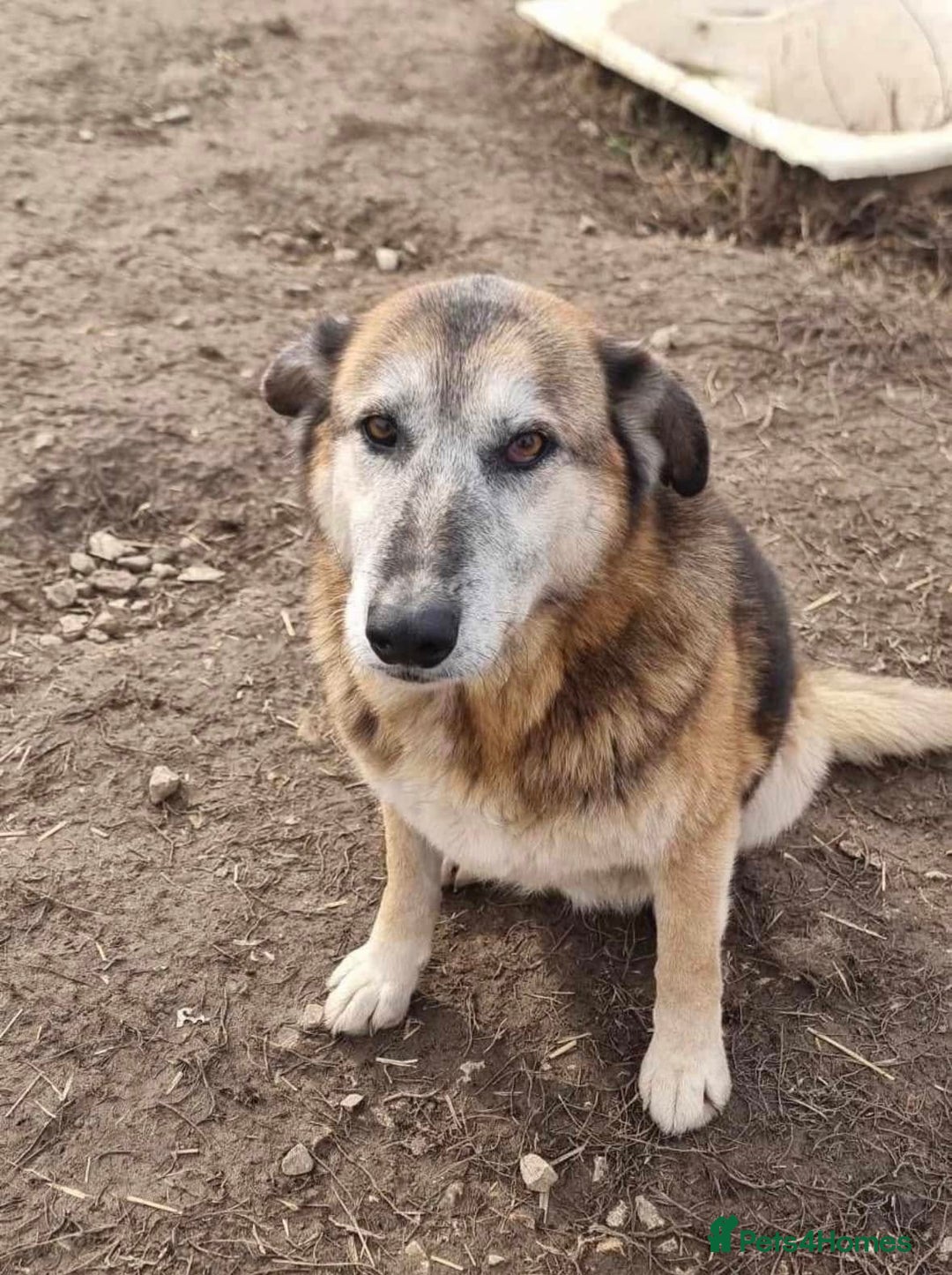Mixed Breed dogs for adoption: Playful Kaya is Waiting for Her Forever Home! ❤️ - Image 2