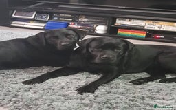 Labrador Retriever dogs for stud: Proven Fully DNA Tested for Stud in Harlow - Image 17