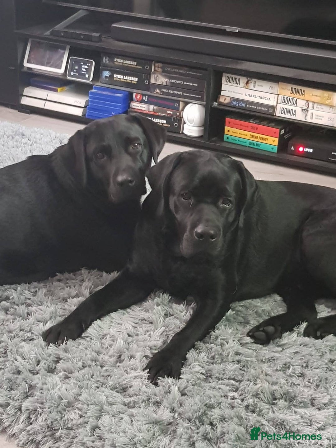 Labrador Retriever dogs for stud: Proven Fully DNA Tested for Stud in Harlow - Image 17