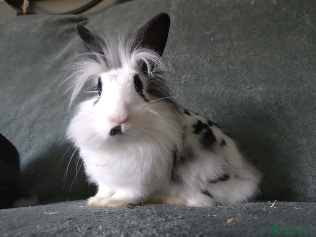 Lionhead rabbits for sale: Lion head x English Spot rabbit 14 weeks - Advert 2