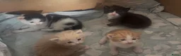 Mixed Breed cats for sale: Beautiful Mixed Breed Kittens - Advert 8