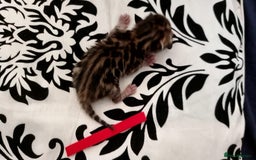 Bengal cats for sale: Beautiful Bengal Kittens  in Sutton - Image 11